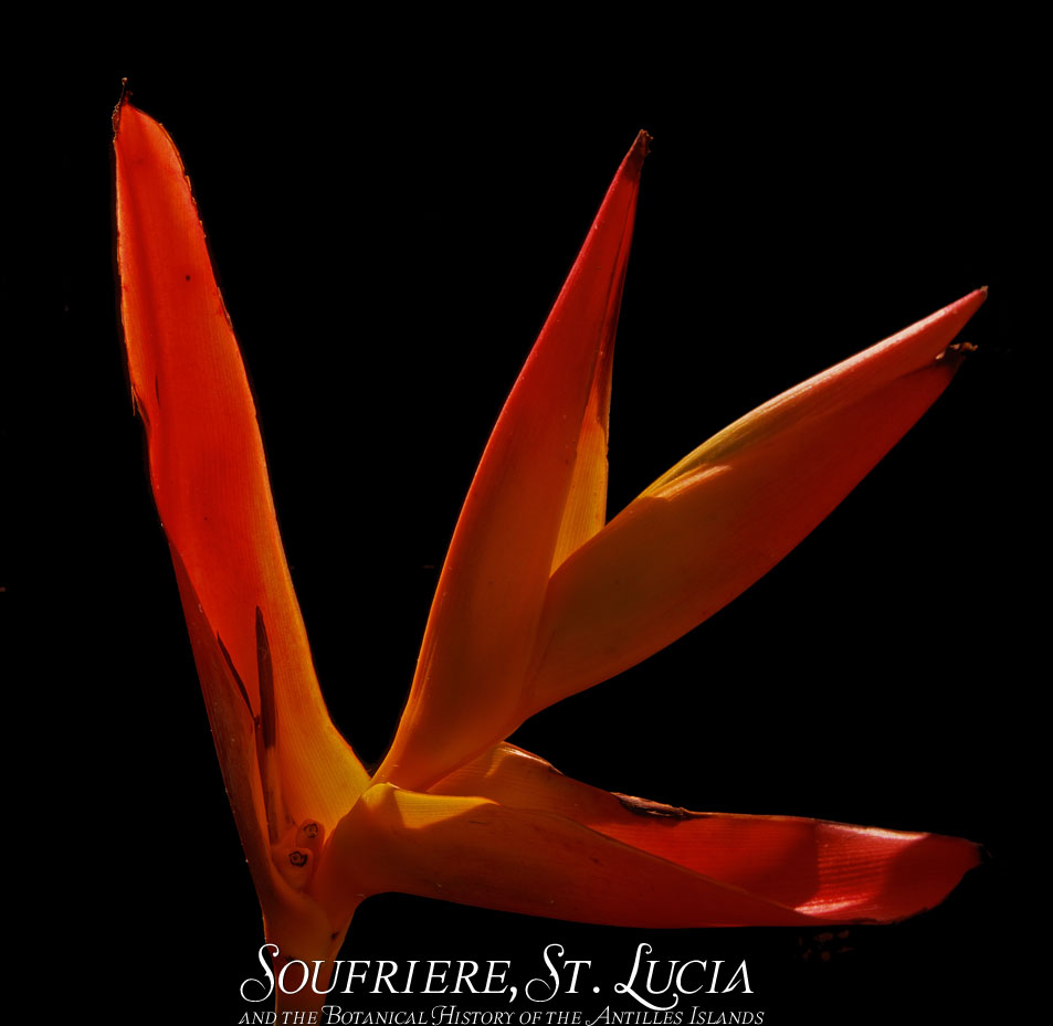 Heliconia