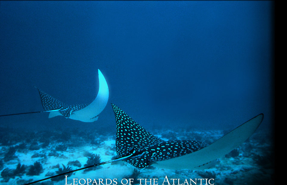 Rays