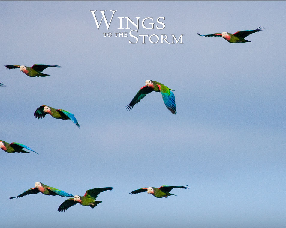Abaco Parrots