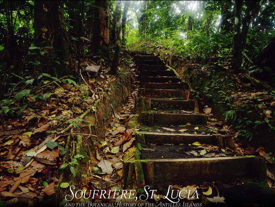 Walking in the St. Lucia Forest