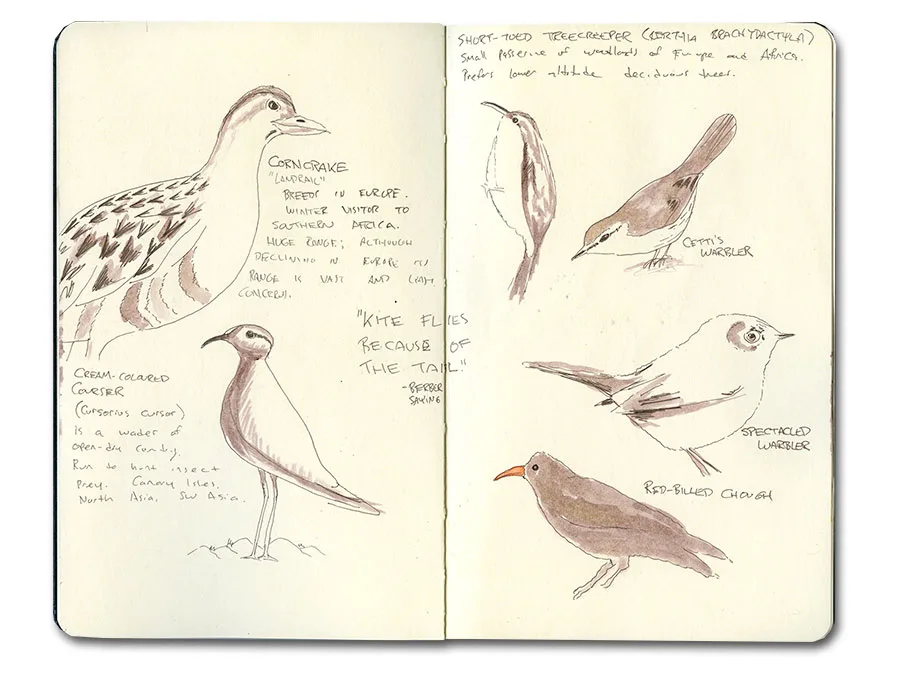 Sketchbook pages of Moroccan birds in pencil and sepia wash, including a stone-curlew, cream-colored courser, treecreeper and warblers, with handwritten notes.