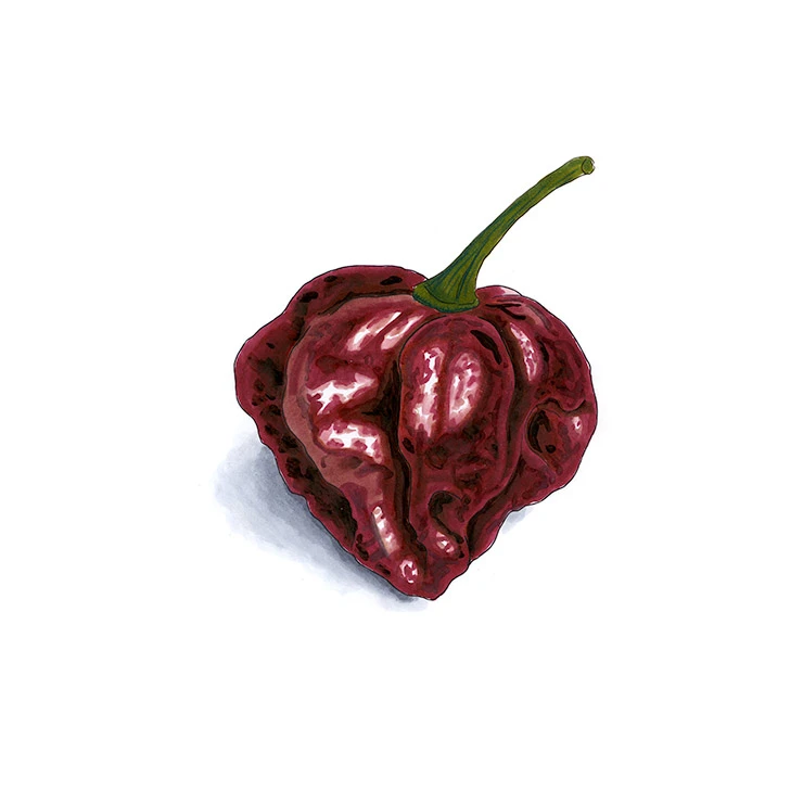 7 Pot Douglah pepper illustrated in watercolor and ink on a white background