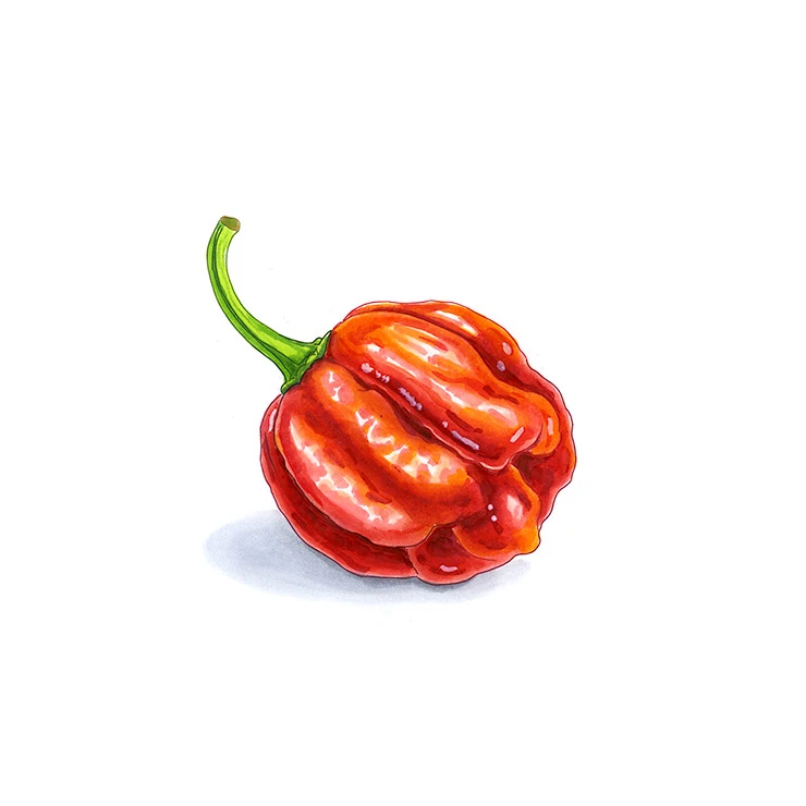7 Pot chili pepper illustrated in watercolor and ink on a white background