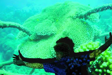 A diver with arms outstretched beneath a large plate coral on a reef.
