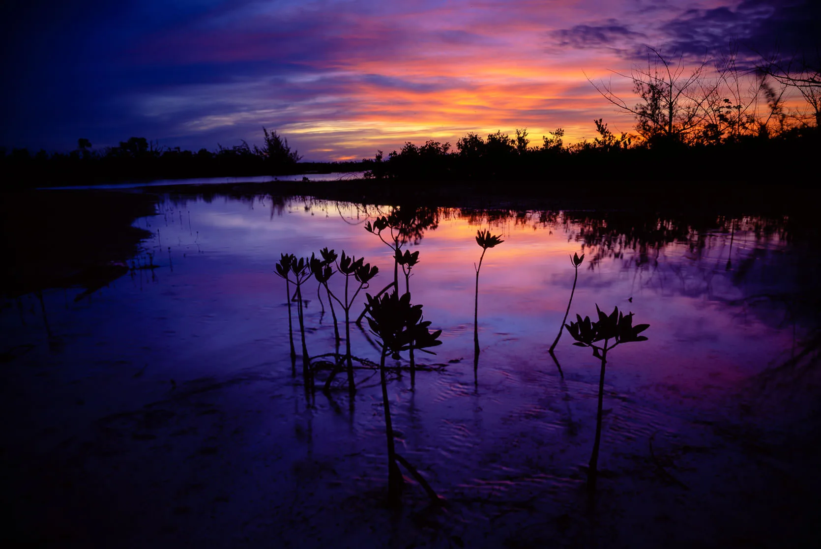 Young mangrove shoots silhouetted against a vivid purple-and-orange sunset reflected in still water, Abaco