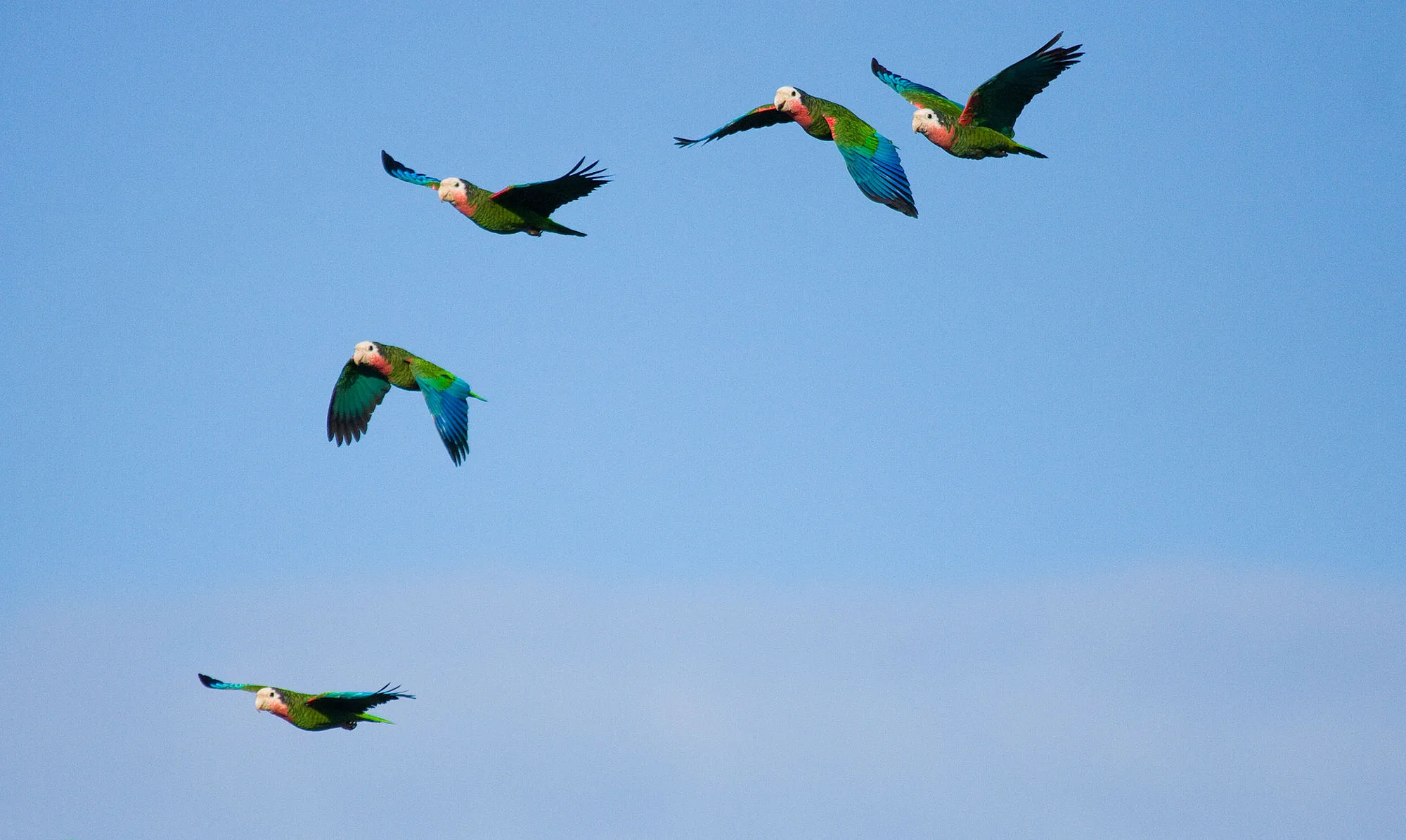 A photo of Abaco Parrots in flight in Southern Abaco captures a vibrant flock of green and red parrots soaring gracefully through the air, their colorful plumage contrasting beautifully against the clear, pale blue sky.