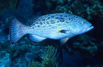 A tiger grouper (Mycteroperca tigris) swimming over a reef in the Abacos, photographed in 1989.