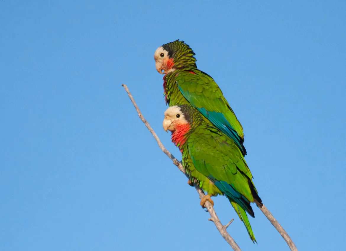Abaco Parrots, subspecies of Cuban Parrots, in Southern Abaco