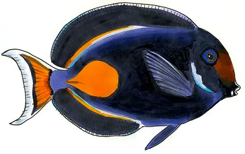 Copic and watercolor sketch of an Achilles Tang (Acanthurus achilles) swimming over a coral reef.