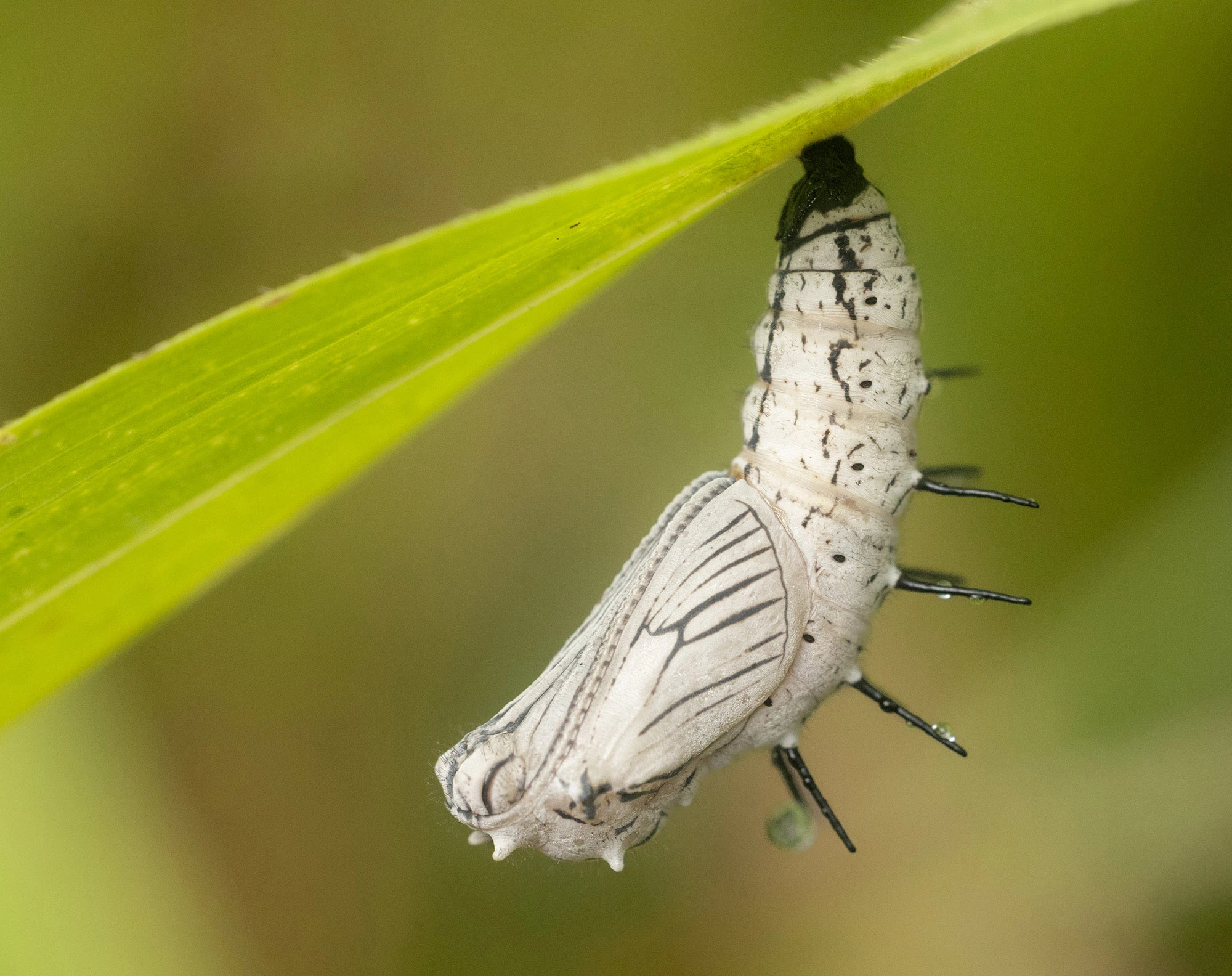 Chrysalis of Actinote anteas hanging beneath a leaf along the Río Guayabo in Costa Rica, its pale segmented body marked with black lines and small spines.