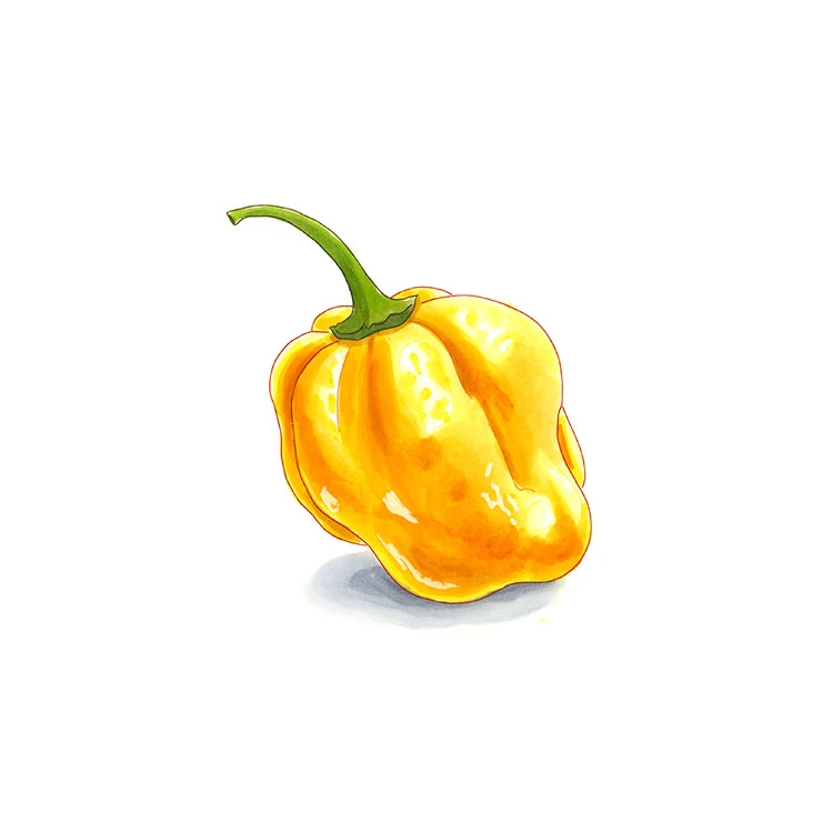 Adjuma pepper illustrated in watercolor and ink on a white background