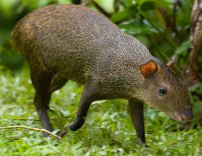 A Central American agouti (Dasyprocta punctata) walking through grass, its glossy orange-brown coat catching the light.