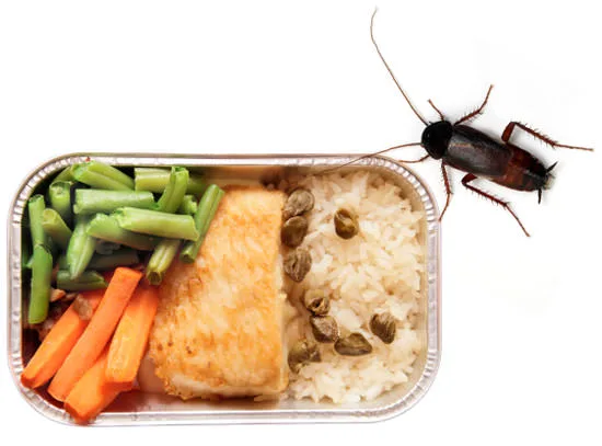 A digusting photo of airplane food with a cockroach