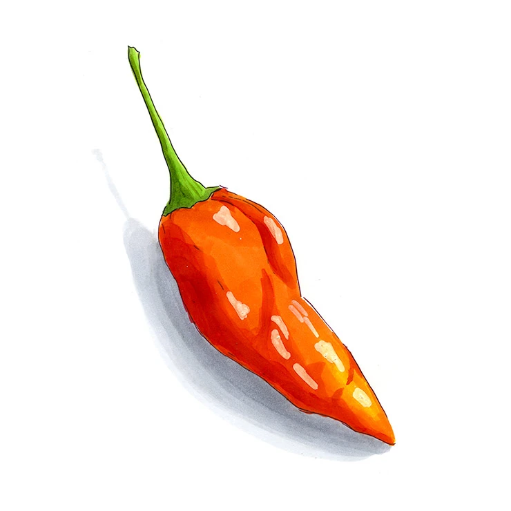 Aji Amarillo pepper illustrated in watercolor and ink on a white background