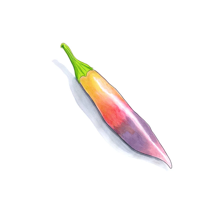 Aji Challuaruro pepper illustrated in watercolor and ink on a white background