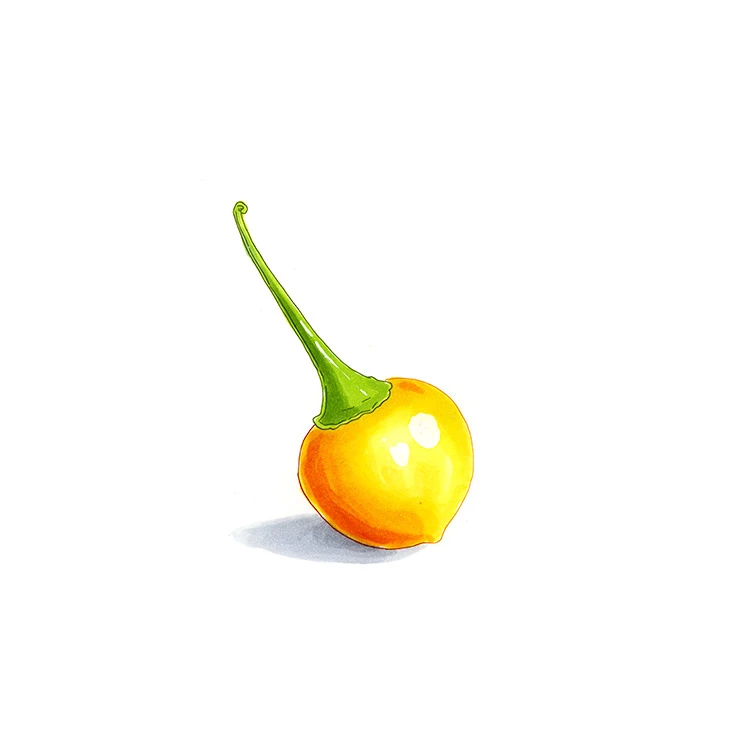 Aji Charapita pepper illustrated in watercolor and ink on a white background