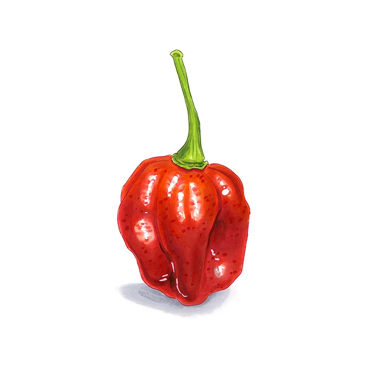 Aji Dulce pepper illustrated in watercolor and ink on a white background