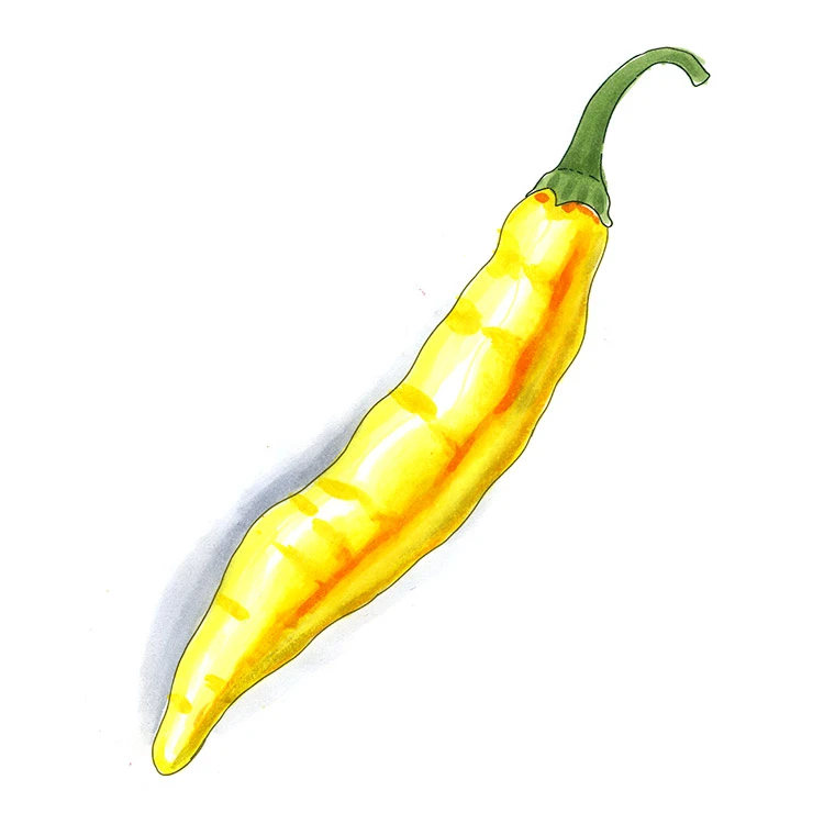 Aji Guyana pepper illustrated in watercolor and ink on a white background