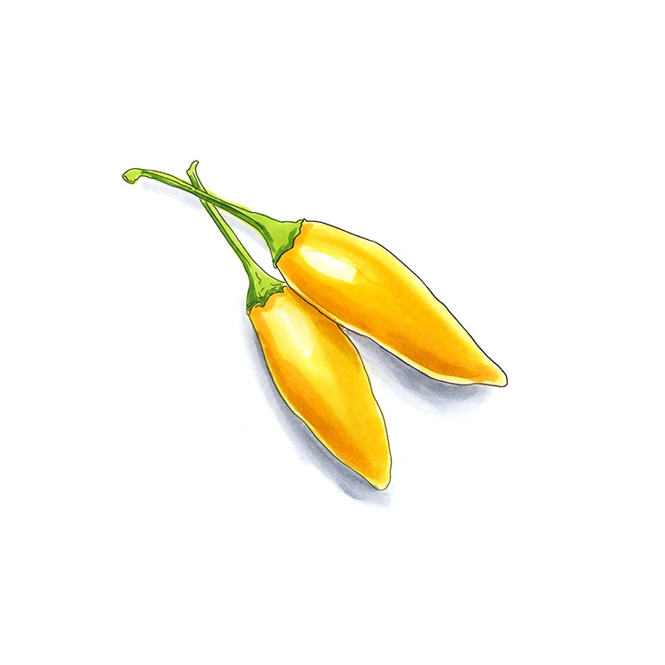 Aji Limo pepper illustrated in watercolor and ink on a white background