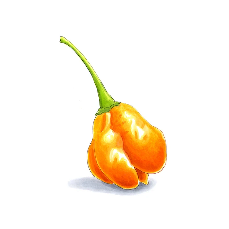 Aji Mango pepper illustrated in watercolor and ink on a white background
