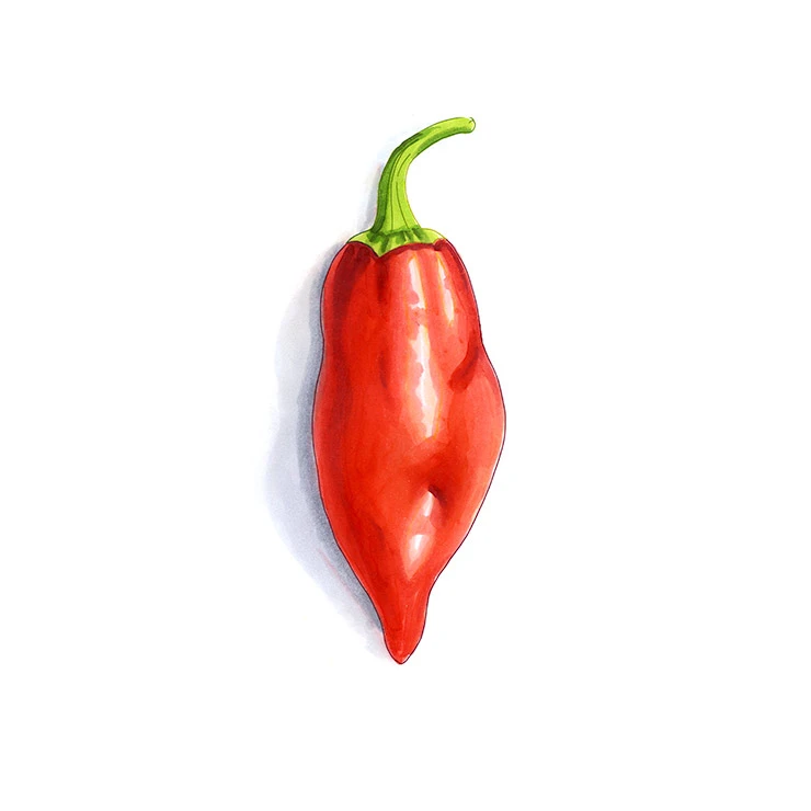 Aji Norteno pepper illustrated in watercolor and ink on a white background