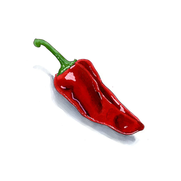 Aleppo pepper illustrated in watercolor and ink on a white background