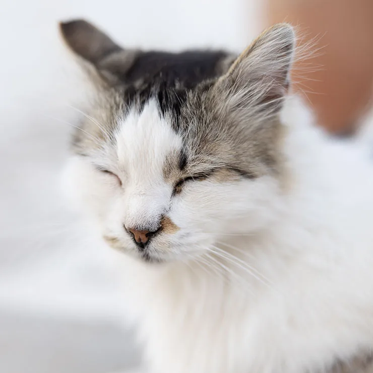Sleepy tabby alley cat with eyes closed, basking in a patch of sun near the harbor in Piso Livadi, Paros.