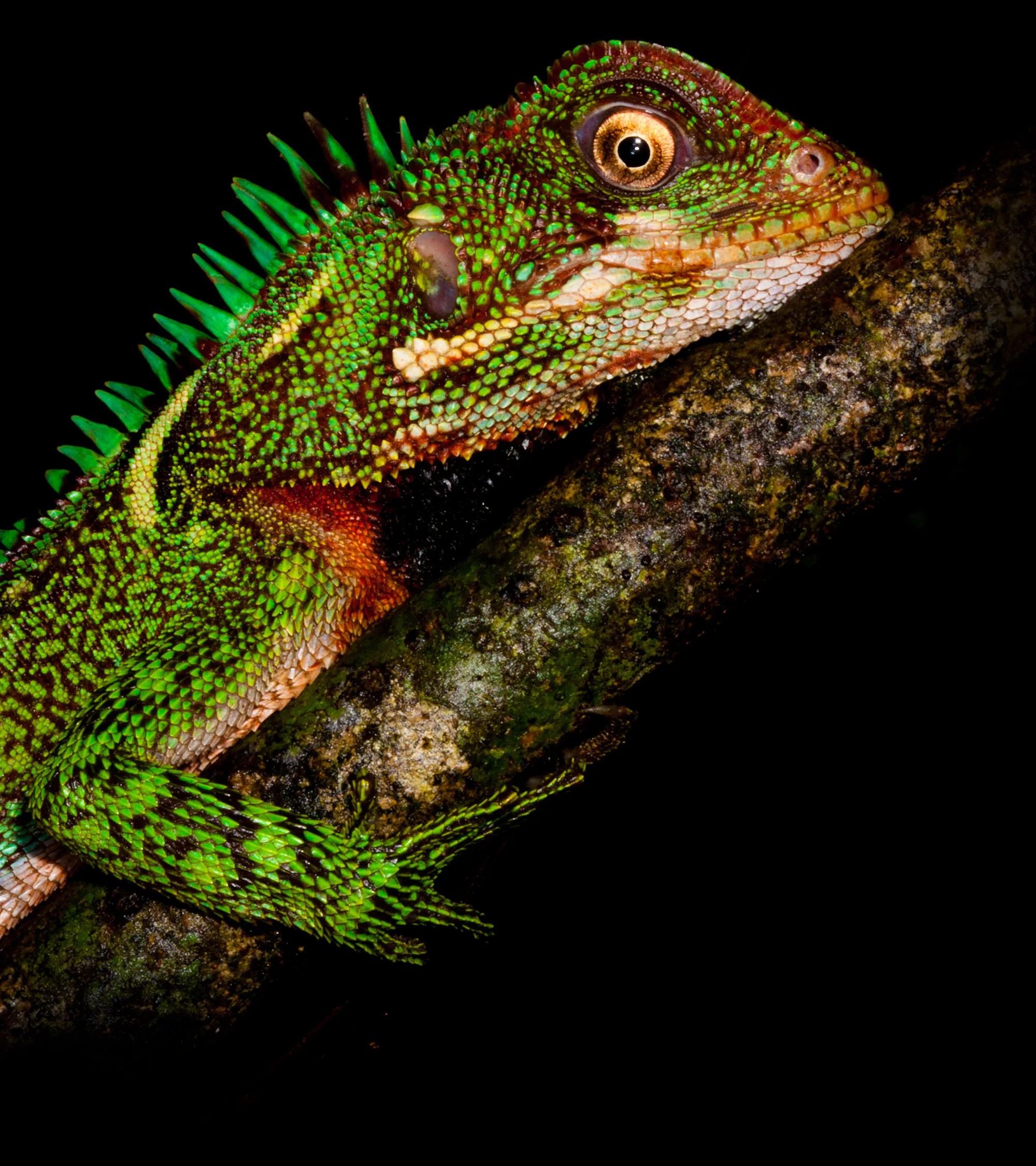 An Amazon forest dragon (Enyalioides laticeps), a green crested lizard, perched on a branch at night in Ecuador.