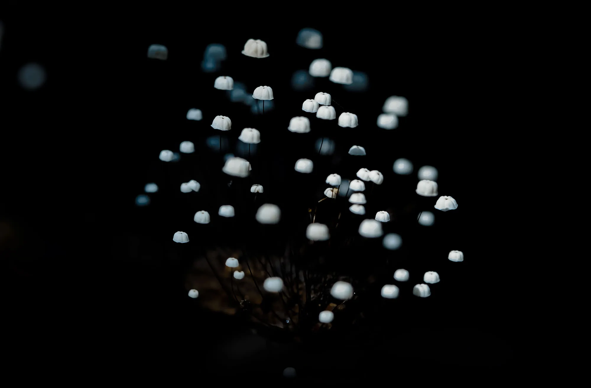 A cluster of tiny white Marasmius mushrooms glowing in the dark leaf litter of the Amazon rainforest.