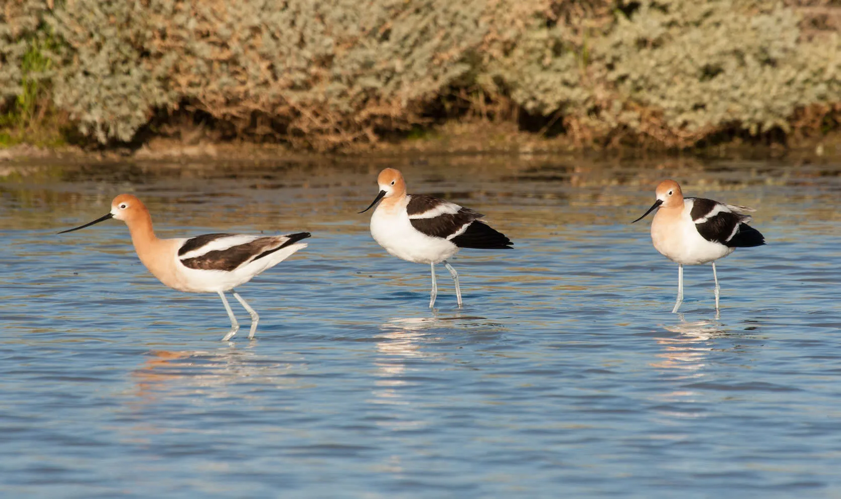 Three American avocets (Recurvirostra americana) with rust-colored heads wading in a shallow pond on the Carrizo Plain.