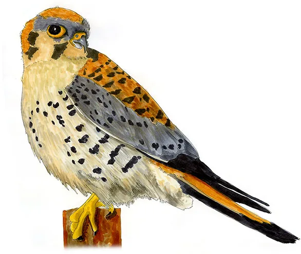 Watercolor and Copic marker sketch of an American Kestrel (Falco sparverius), by Erik Gauger.