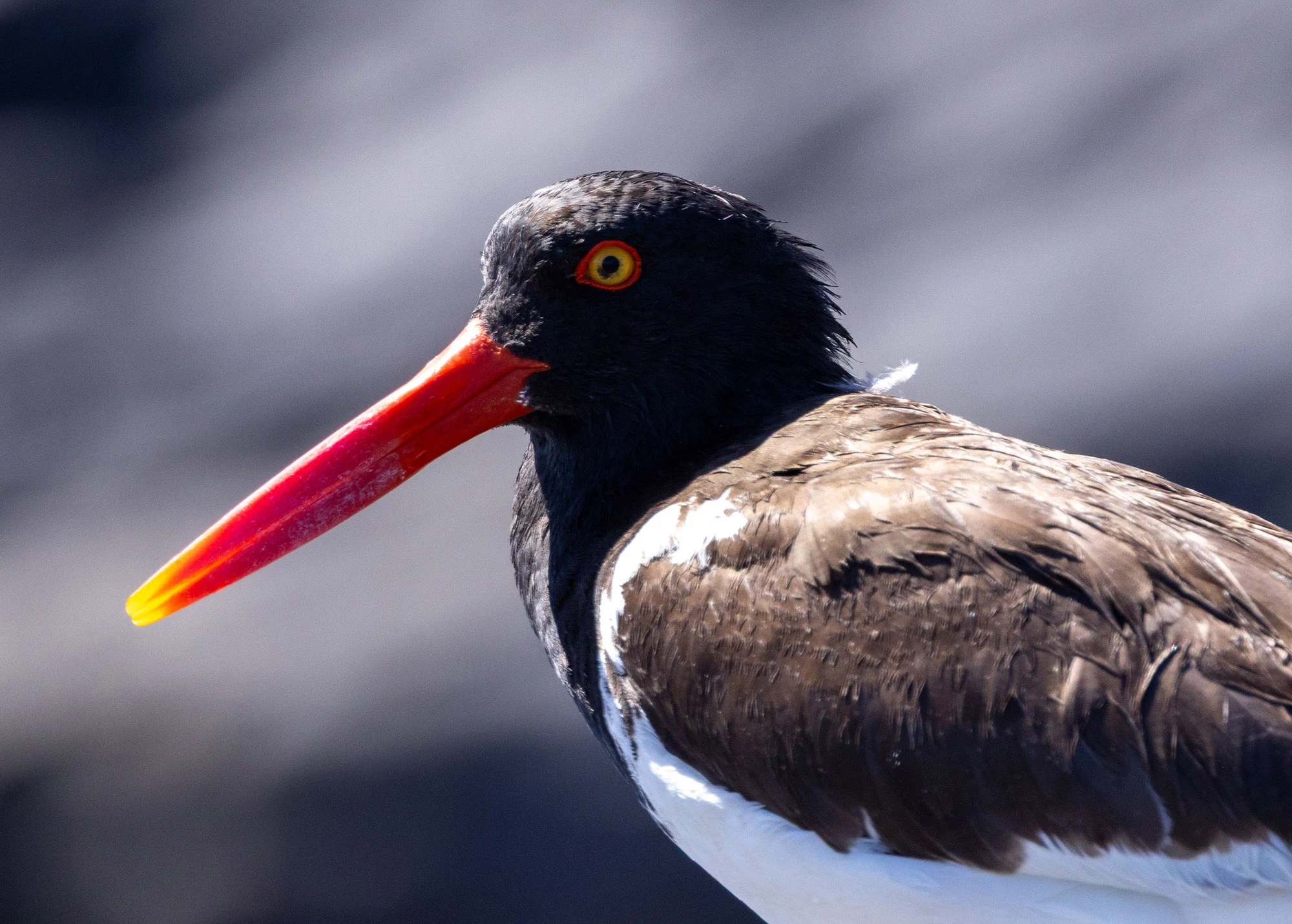 An American Oystercatcher foraging on the rocky shore of Isla Danzante, Baja California Sur
