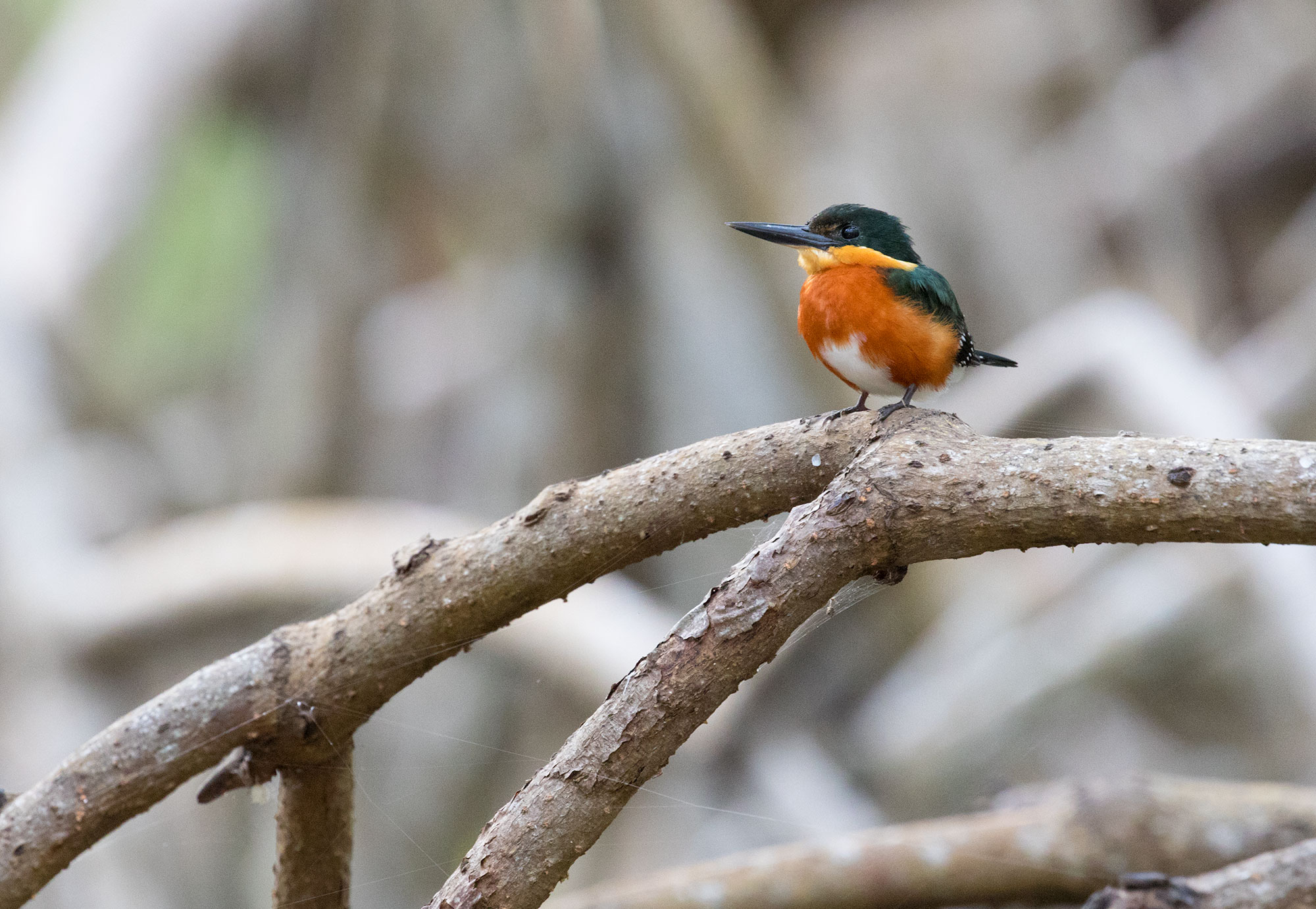American Pygmy Kingfisher in the mangroves of Ria Celestun