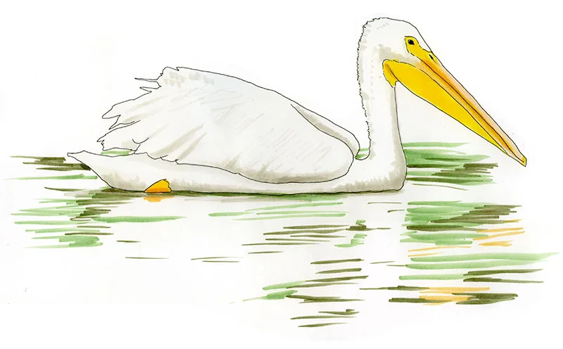 Watercolor and Copic marker sketch of an American White Pelican (Pelecanus erythrorhynchos), by Erik Gauger.