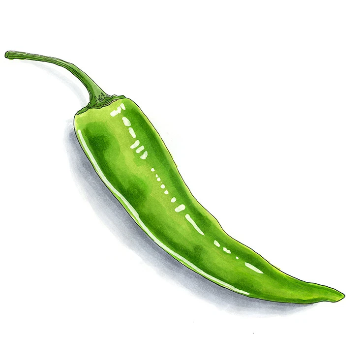 Anaheim pepper illustrated in watercolor and ink on a white background