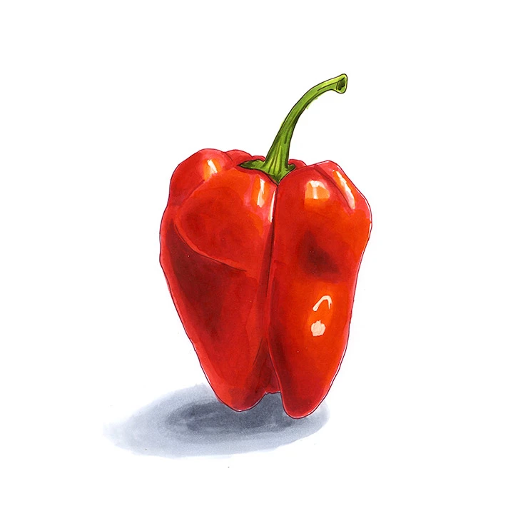 Ancho San Luis pepper illustrated in watercolor and ink on a white background