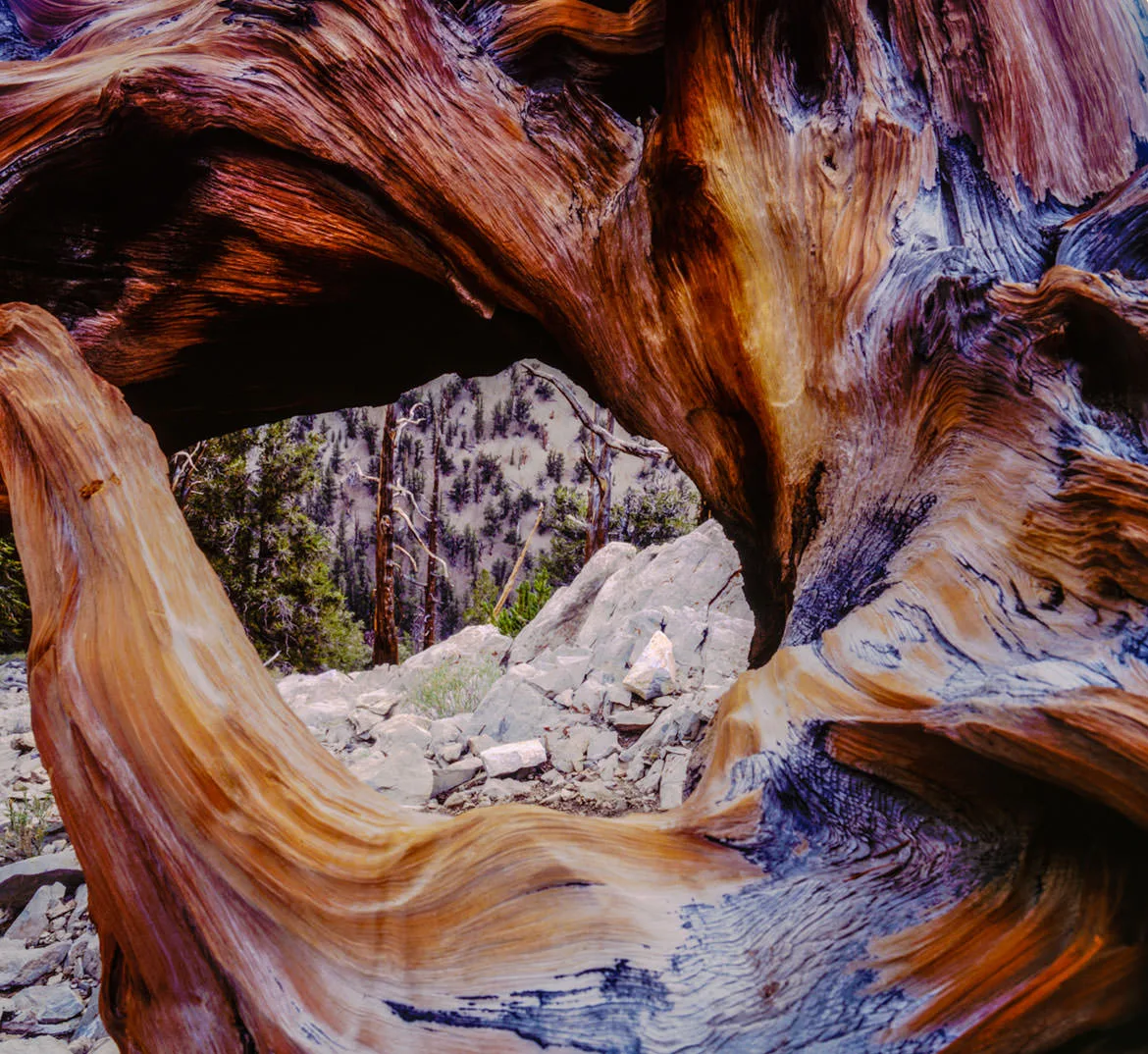 The swirling, weather-polished wood of an ancient bristlecone pine framing a view of the rocky White Mountains slopes