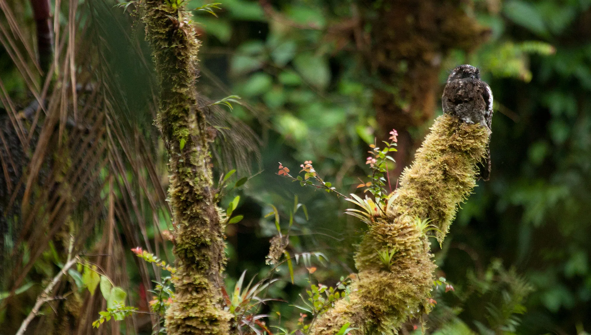 An Andean Potoo camouflaged on the stump of a tree