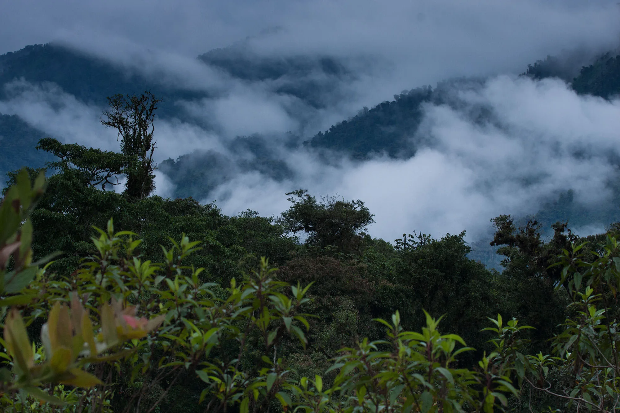 Mist pouring through forested Andean ridges at dusk near Papallacta Pass, Ecuador
