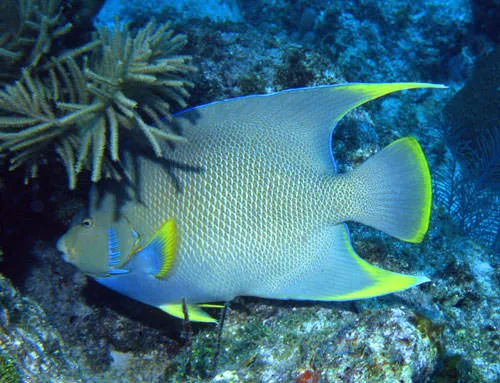A blue angelfish, its fins edged in yellow, gliding past a coral reef