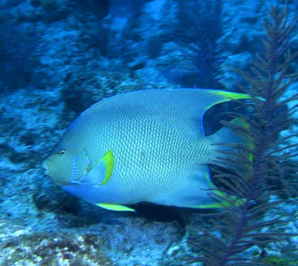 Angelfish photographed on Great Guana Cay reef