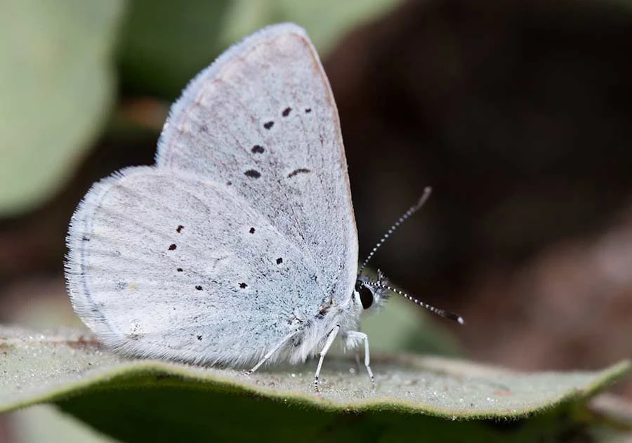 Anna's Blue (Plebejus anna), Oregon