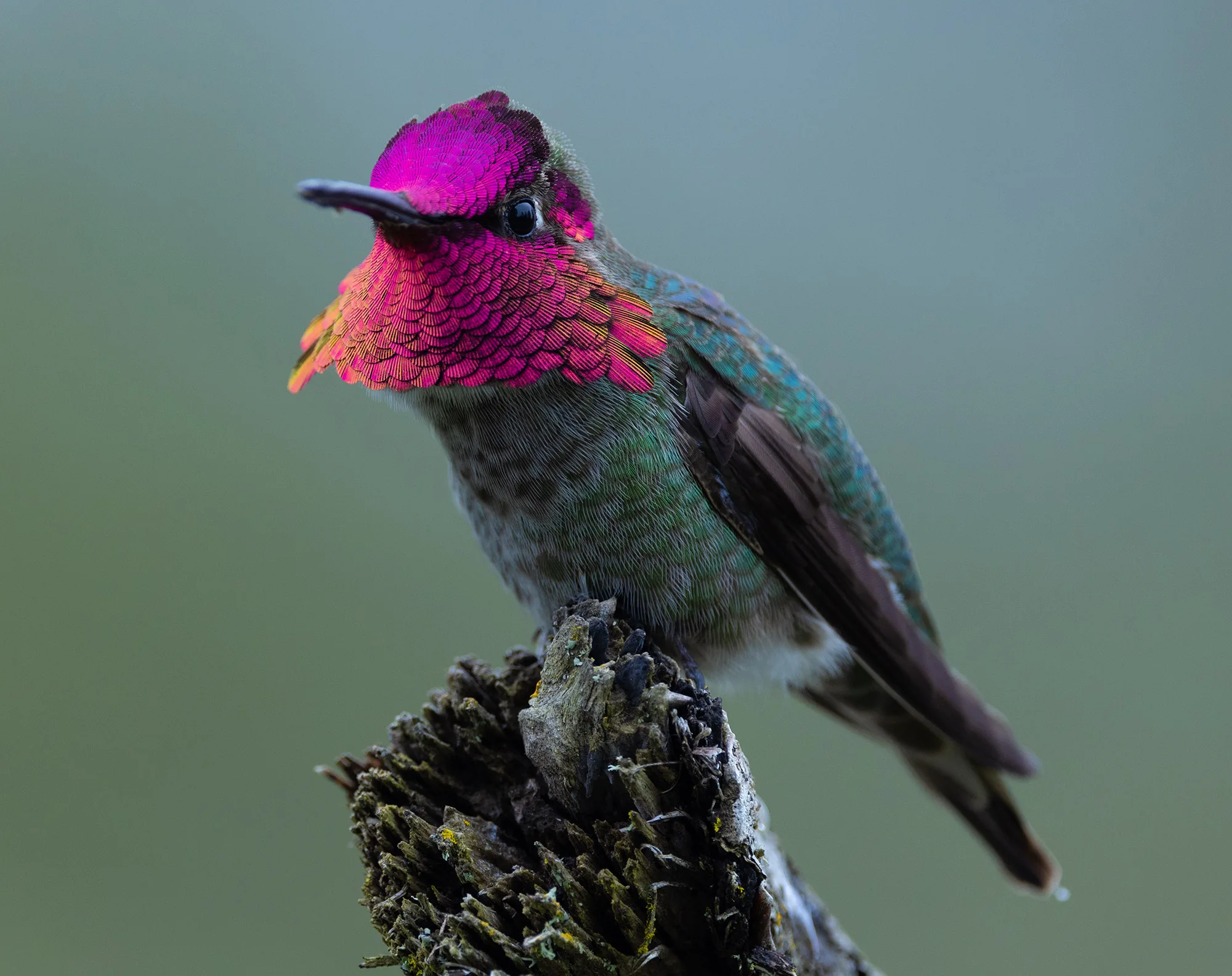 A male Anna's hummingbird with a shimmering magenta head perched on a weathered stump in the Dark Divide.