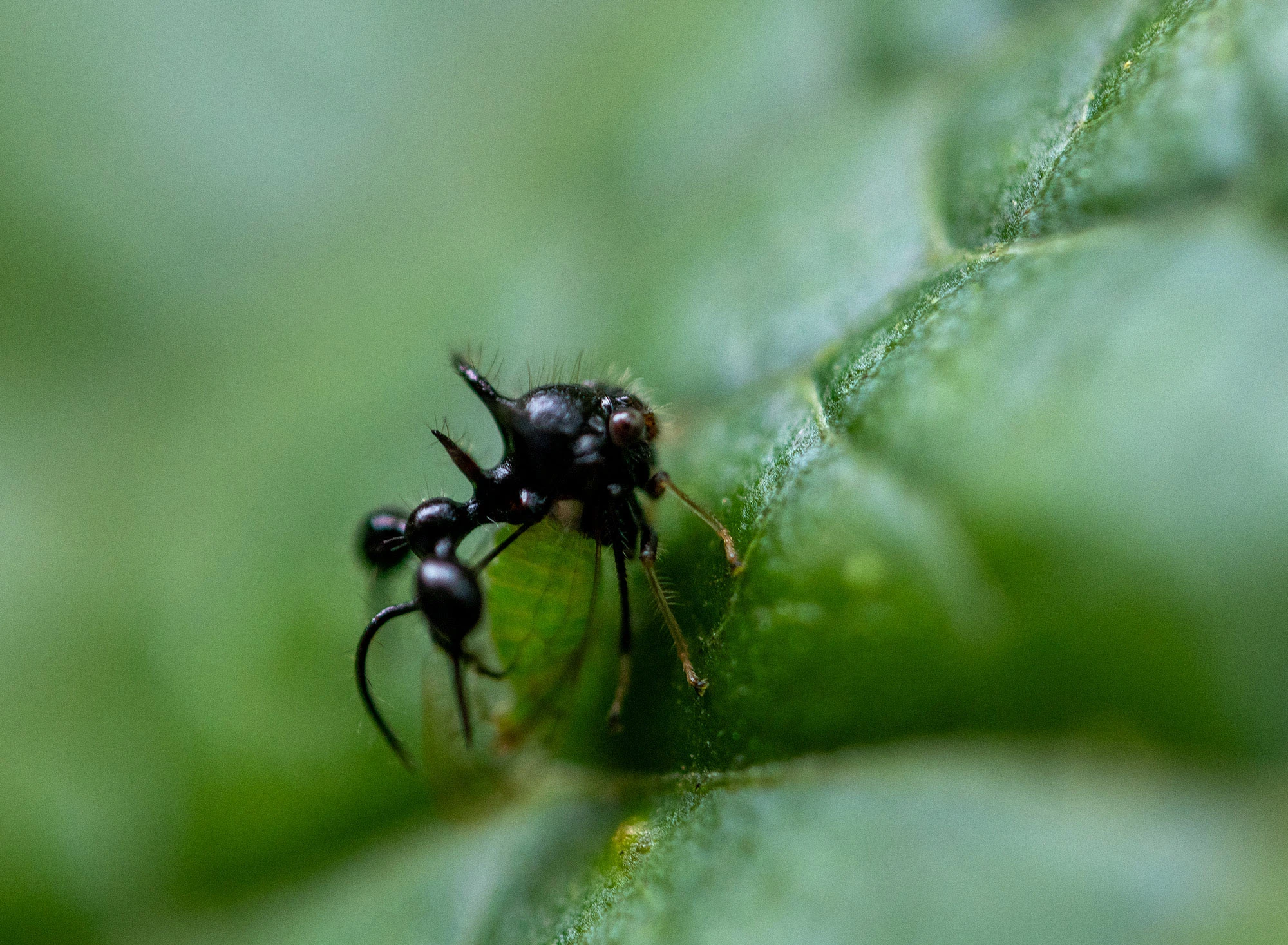 Ant-mimicking treehopper Cyphonia clavata on a leaf along the Río Guayabo in Costa Rica, its spined body and false ant-like form blending into the forest vegetation.