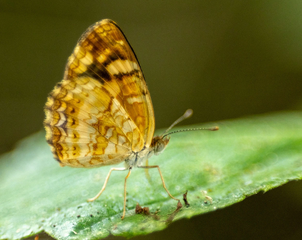 Cuban Crescent (Dubia Subspecies) (Anthanassa frisia dubia), La Guajira, Colombia