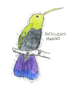 Ink and watercolor illustration of an Antillean mango hummingbird with a purple belly