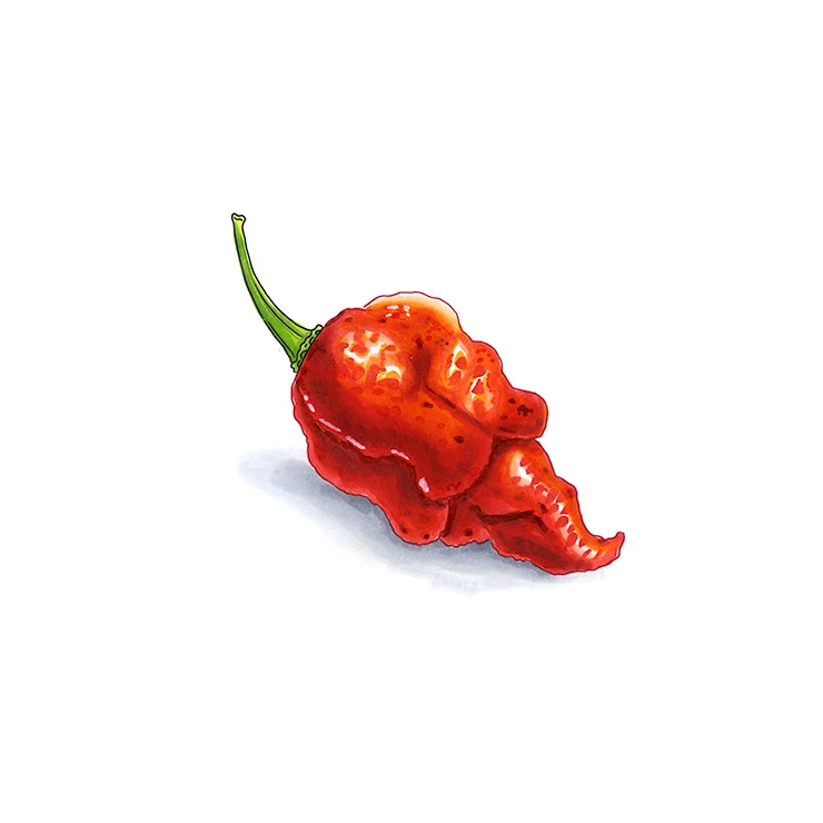 Apocalypse Scorpion pepper illustrated in watercolor and ink on a white background