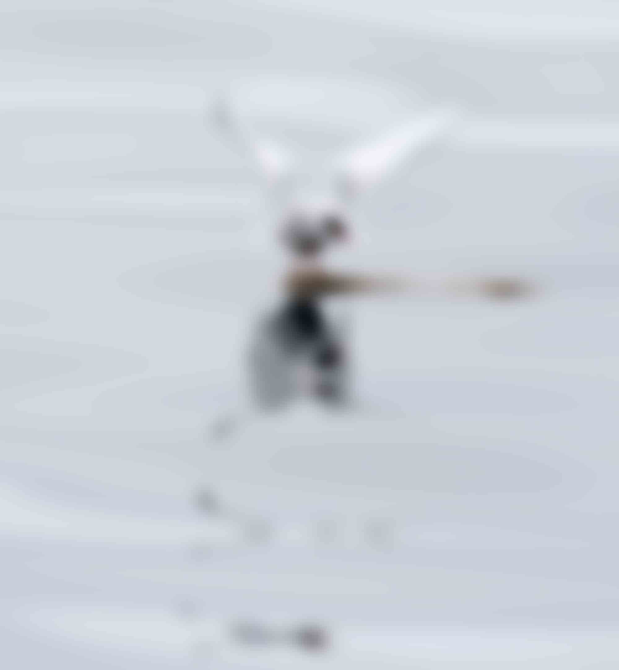 Arctic Terns migrating to Antarctica