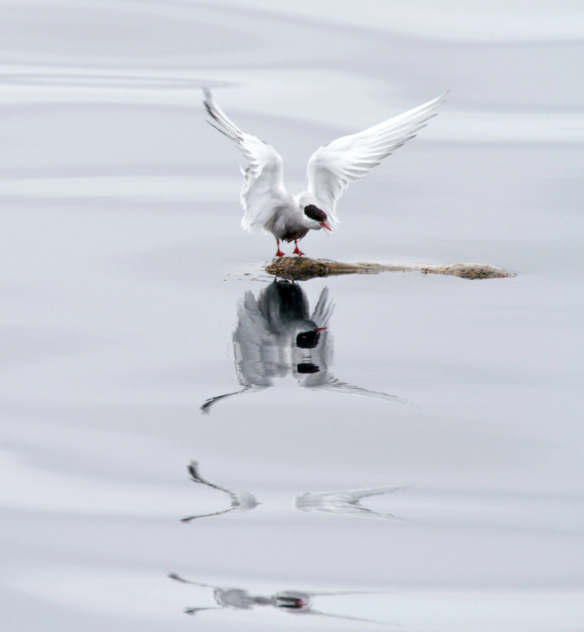 Arctic tern perched on a small piece of floating driftwood on calm gray water, wings lifted as it balances. The bird's white body, black cap, and red bill reflect perfectly in the mirror-like surface during its long migration between the Arctic and Antarctica.