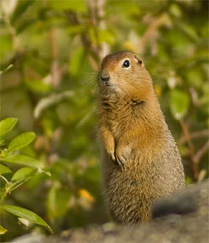 An arctic ground squirrel (Urocitellus parryii) standing upright on its hind legs among green shrubs.